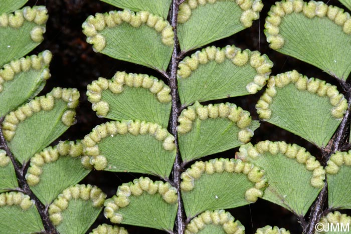 Adiantum hispidulum