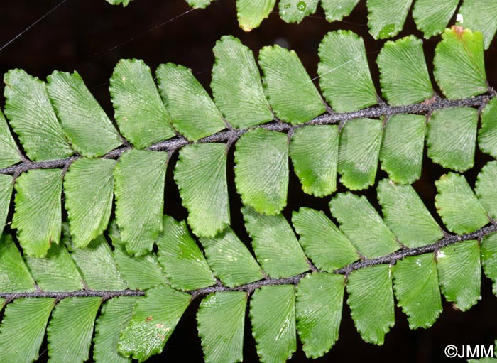 Adiantum hispidulum