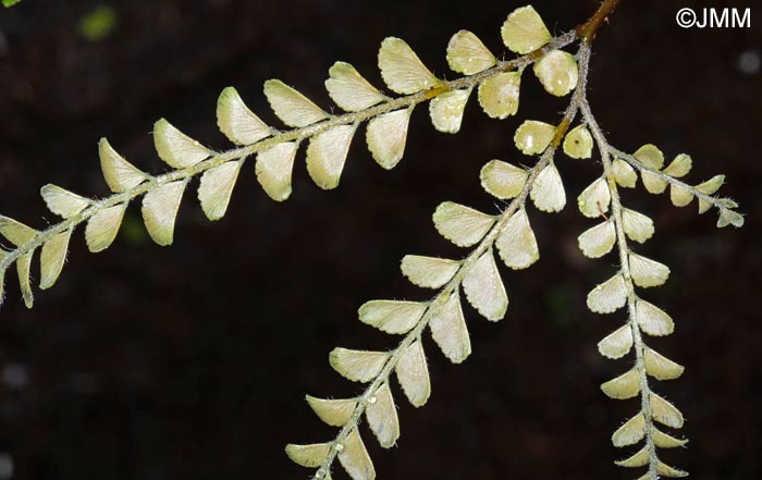 Adiantum hispidulum