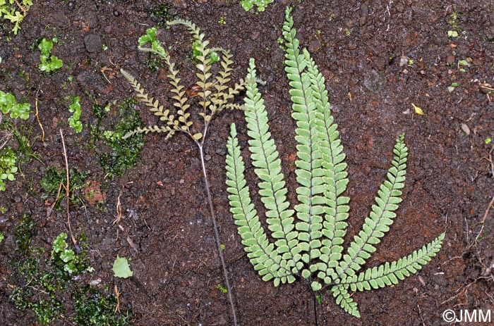 Adiantum hispidulum