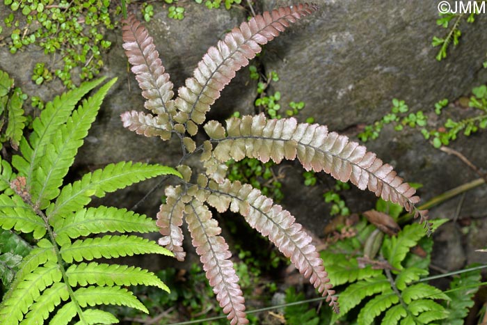 Adiantum hispidulum & Deparia petersenii