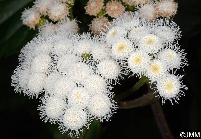 Ageratina adenophora