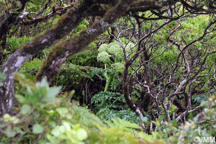 Angelica lignescens