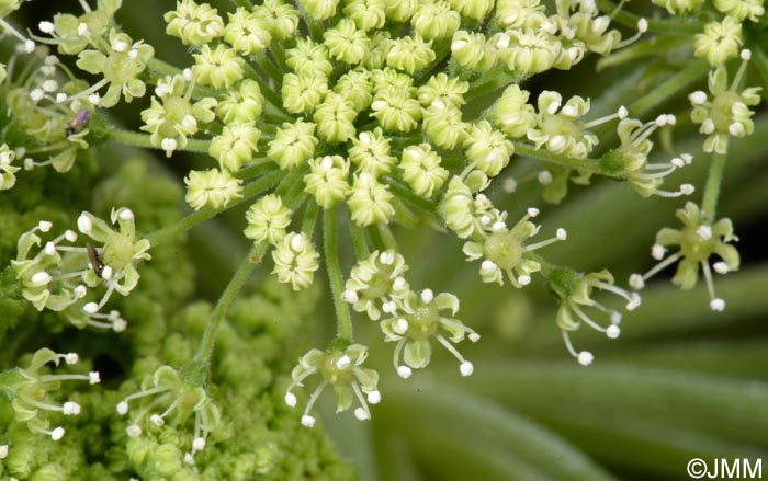 Angelica lignescens