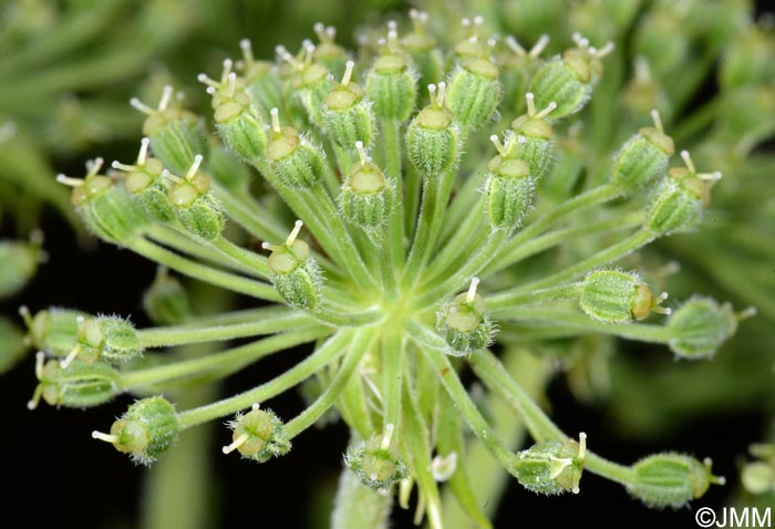 Angelica lignescens