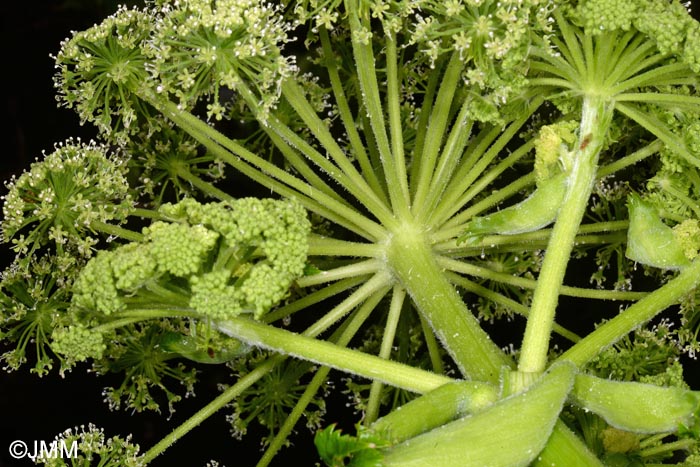 Angelica lignescens