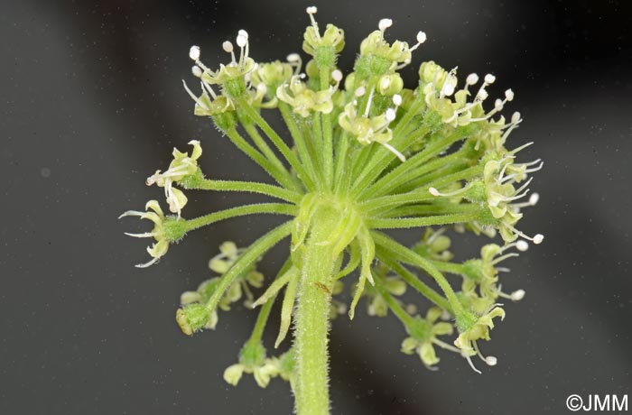 Angelica lignescens