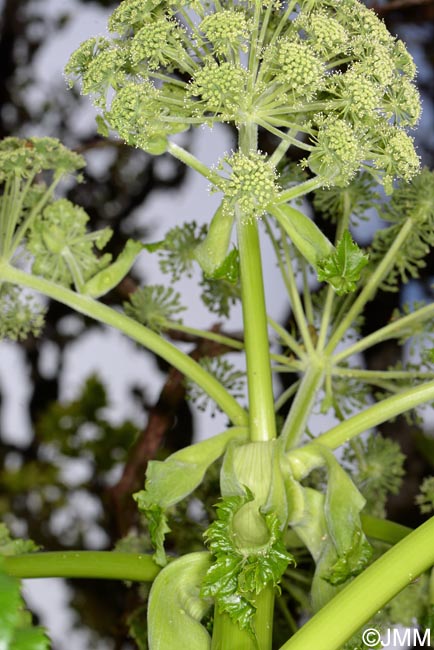 Angelica lignescens