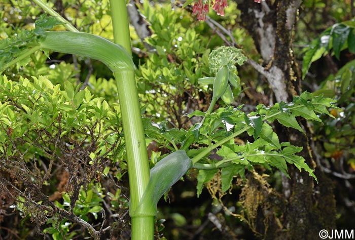 Angelica lignescens