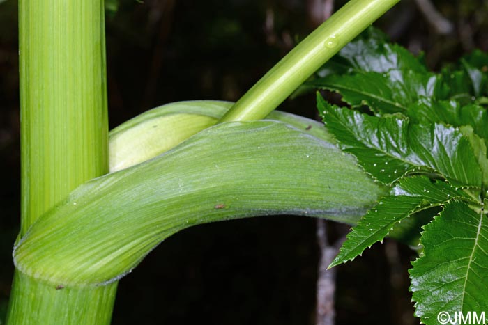 Angelica lignescens