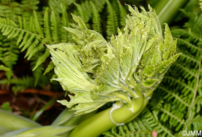 Angelica lignescens