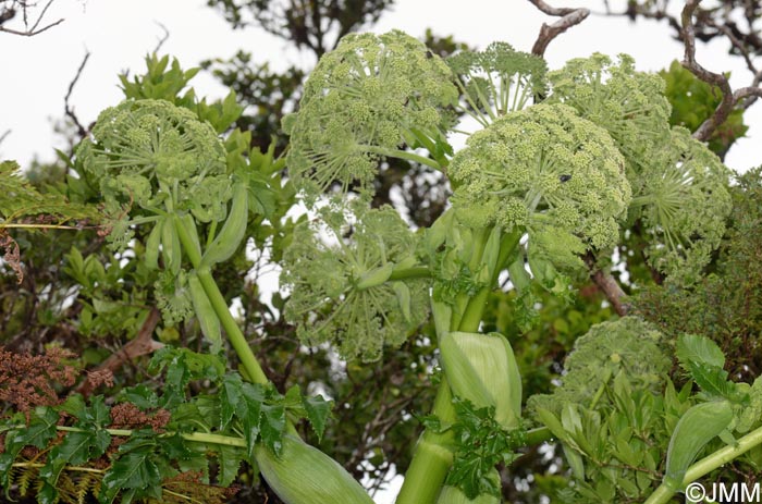 Angelica lignescens