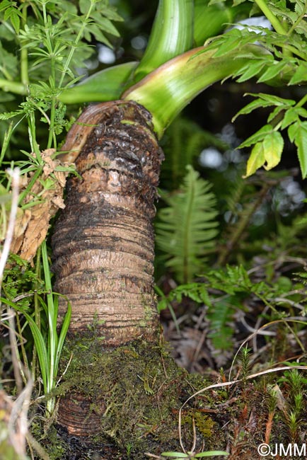 Angelica lignescens