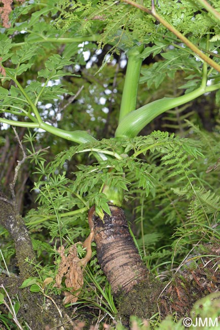 Angelica lignescens