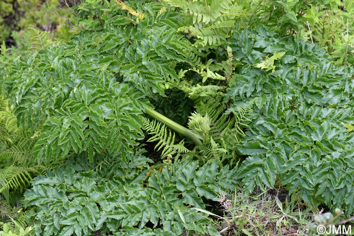 Angelica lignescens