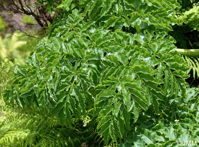 Angelica lignescens