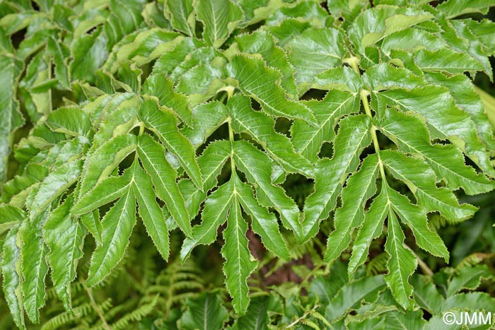 Angelica lignescens