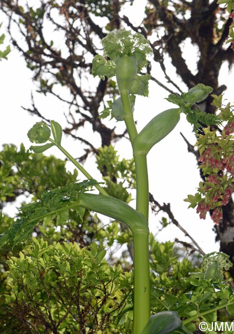 Angelica lignescens