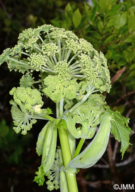 Angelica lignescens