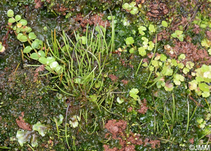 Anthoceros punctatus, Lysimachia tenella & Sibthorpia europaea