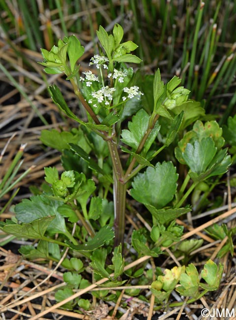 Apium graveolens