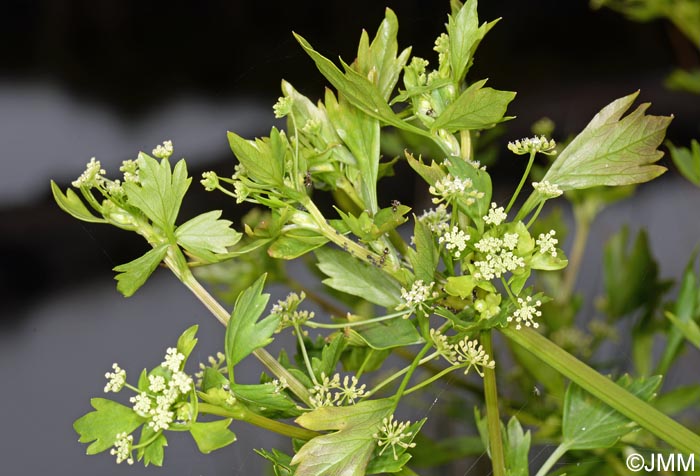 Apium graveolens