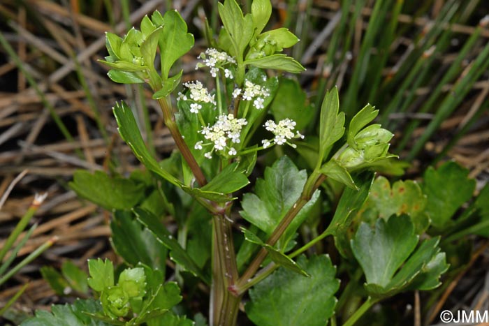 Apium graveolens