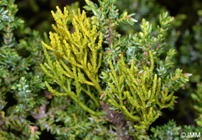 Arceuthobium azoricum