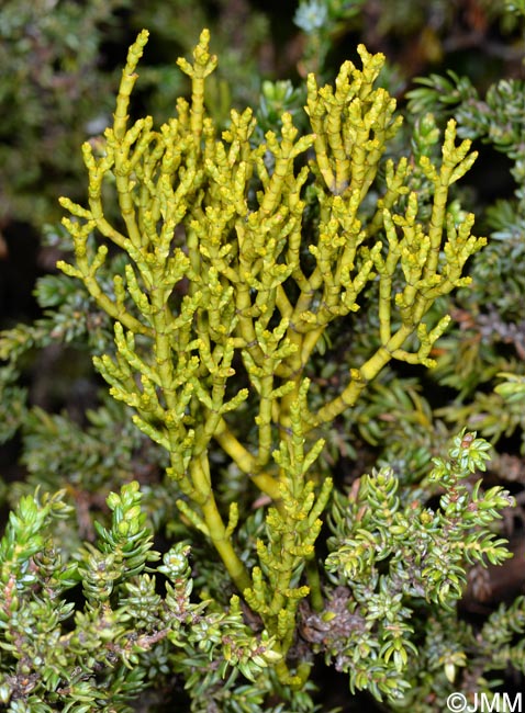 Arceuthobium azoricum