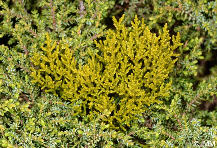 Arceuthobium azoricum