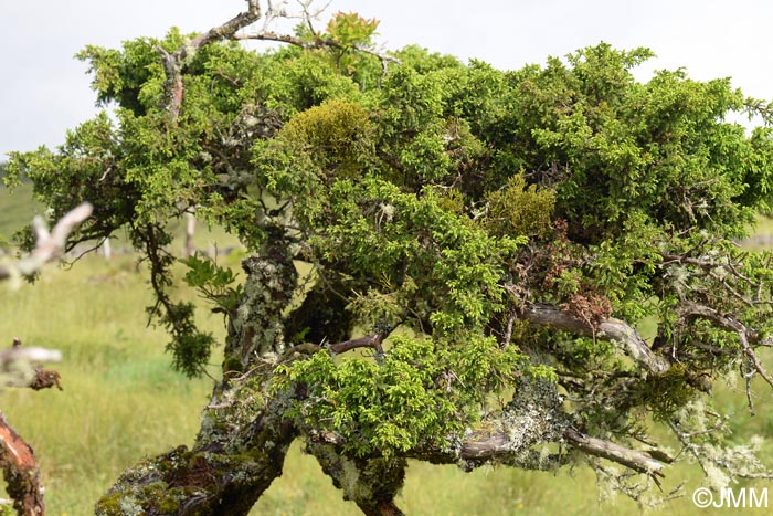 Juniperus brevifolia parasit par Arceuthobium azoricum