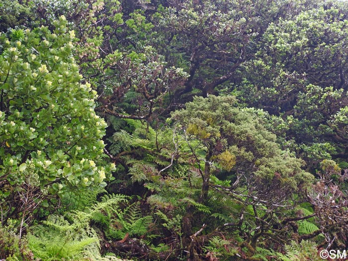 Arceuthobium azoricum & Laurus azorica