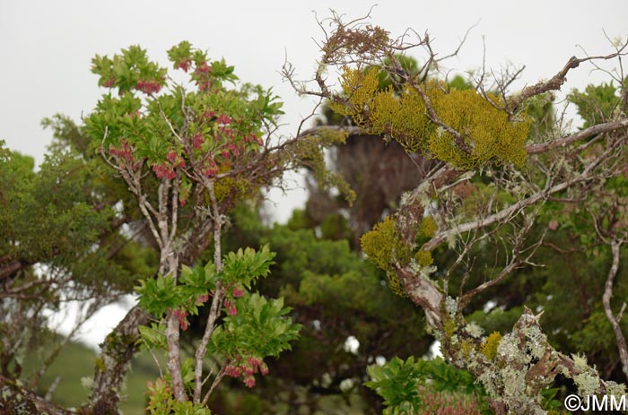 Arceuthobium azoricum & Vaccinium cylindraceum