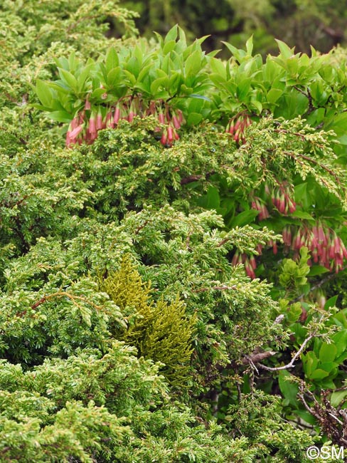 Vaccinium cylindraceum & Arceuthobium azoricum sur Juniperus brevifolia