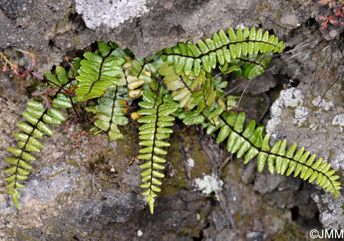 Asplenium azoricum