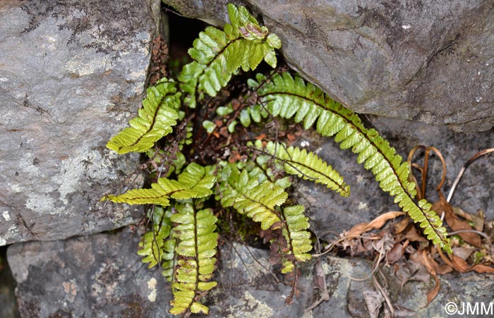 Asplenium azoricum