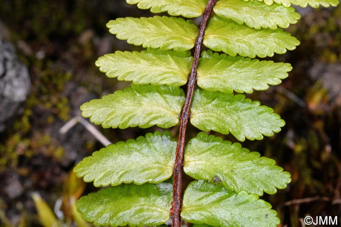 Asplenium azoricum