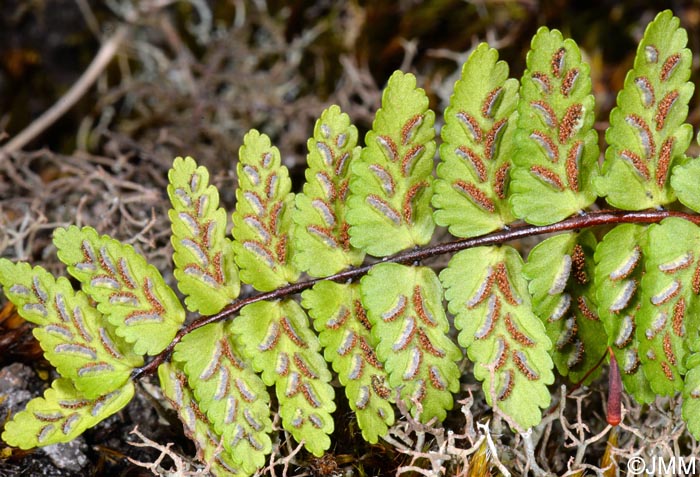 Asplenium azoricum