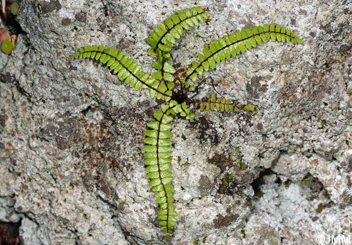 Asplenium azoricum