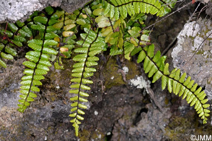 Asplenium azoricum