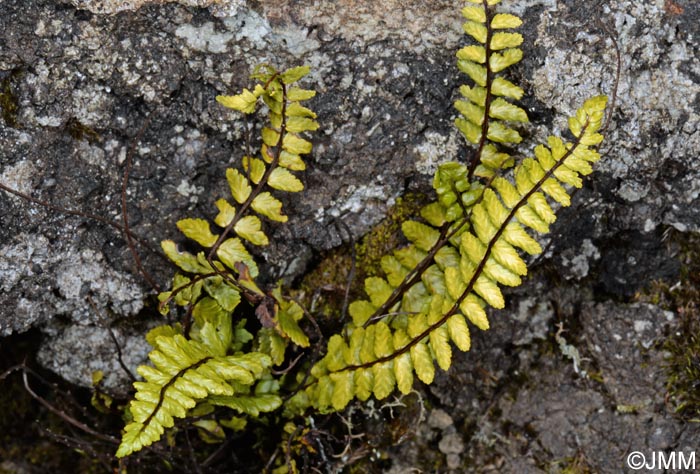 Asplenium azoricum