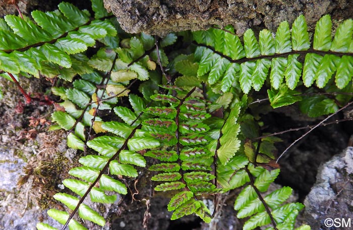 Asplenium azoricum