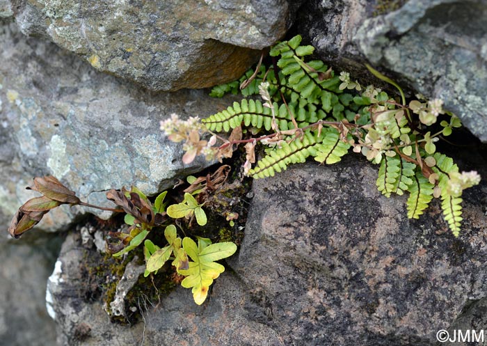 Asplenium azoricum & Polypodium azoricum