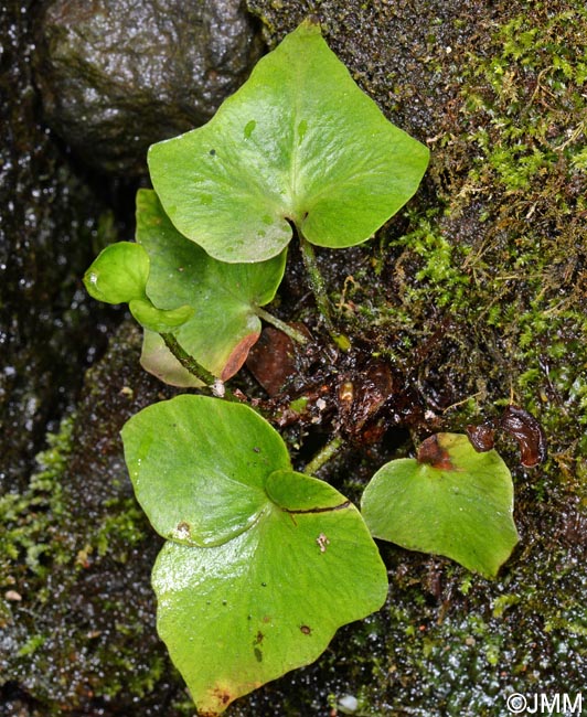 Asplenium hemionitis