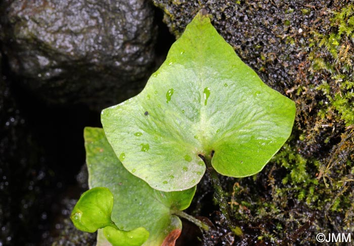 Asplenium hemionitis