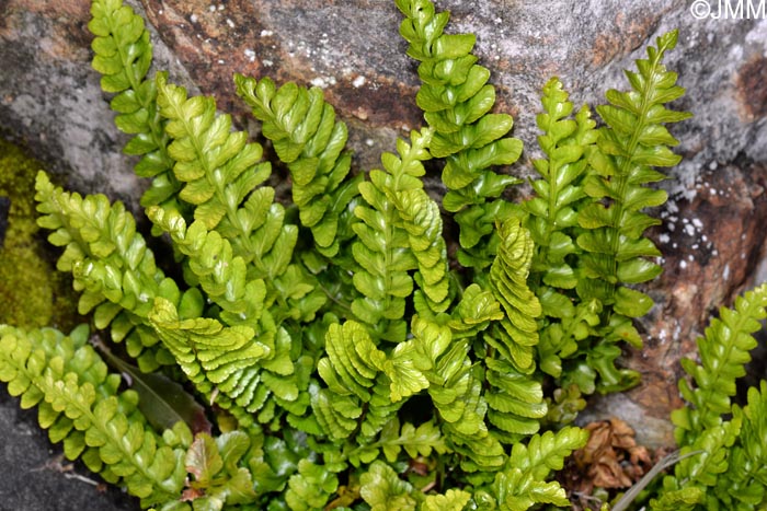 Asplenium marinum