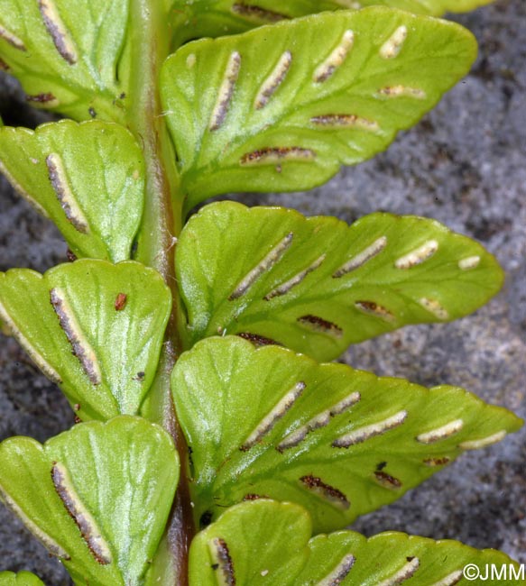 Asplenium marinum