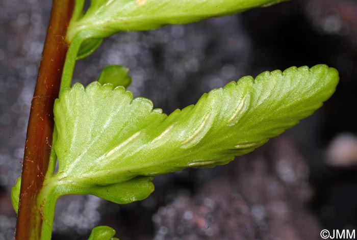 Asplenium marinum