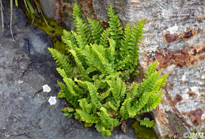 Asplenium marinum