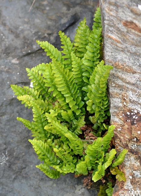 Asplenium marinum